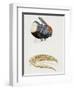 White-Throated Toucan (Ramphastos Tucanus) and its Beak Bone Structure, Ramphastidae-null-Framed Giclee Print