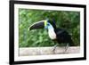 White-throated toucan (Ramphastos tucanus), Manu National Park cloud forest, Peru-G&M Therin-Weise-Framed Photographic Print