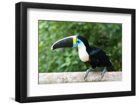 White-throated toucan (Ramphastos tucanus), Manu National Park cloud forest, Peru-G&M Therin-Weise-Framed Photographic Print