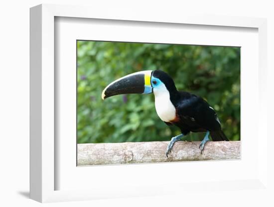 White-throated toucan (Ramphastos tucanus), Manu National Park cloud forest, Peru-G&M Therin-Weise-Framed Photographic Print