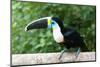 White-throated toucan (Ramphastos tucanus), Manu National Park cloud forest, Peru-G&M Therin-Weise-Mounted Photographic Print