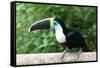 White-throated toucan (Ramphastos tucanus), Manu National Park cloud forest, Peru-G&M Therin-Weise-Framed Stretched Canvas