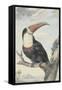 White-Throated Toucan-Aert Schouman-Framed Stretched Canvas