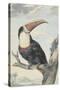 White-Throated Toucan-Aert Schouman-Stretched Canvas