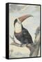 White-Throated Toucan-Aert Schouman-Framed Stretched Canvas