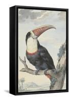 White-Throated Toucan-Aert Schouman-Framed Stretched Canvas