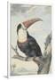 White-Throated Toucan-Aert Schouman-Framed Art Print