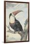 White-Throated Toucan-Aert Schouman-Framed Art Print