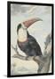 White-Throated Toucan-Aert Schouman-Framed Art Print