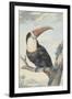 White-Throated Toucan-Aert Schouman-Framed Art Print