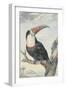 White-Throated Toucan-Aert Schouman-Framed Art Print