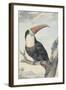 White-Throated Toucan-Aert Schouman-Framed Art Print