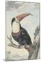 White-Throated Toucan-Aert Schouman-Mounted Art Print