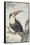 White-Throated Toucan-Aert Schouman-Framed Stretched Canvas