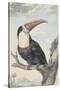 White-Throated Toucan-Aert Schouman-Stretched Canvas