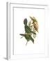 White Throated Toucanet-John Gould-Framed Art Print
