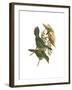 White Throated Toucanet-John Gould-Framed Art Print