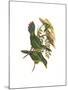 White Throated Toucanet-John Gould-Mounted Art Print