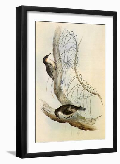 White-Throated Treecreepers, Climacteris Leucophaea-Elizabeth Gould-Framed Giclee Print