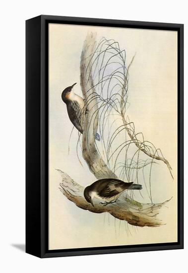 White-Throated Treecreepers, Climacteris Leucophaea-Elizabeth Gould-Framed Stretched Canvas