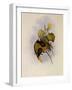 White-Throated Wedge-Bill, Schistes Albogularis-John Gould-Framed Giclee Print