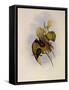 White-Throated Wedge-Bill, Schistes Albogularis-John Gould-Framed Stretched Canvas