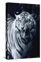 White Tiger 2-Gordon Semmens-Stretched Canvas