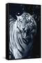 White Tiger 2-Gordon Semmens-Framed Stretched Canvas