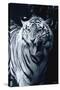 White Tiger 2-Gordon Semmens-Stretched Canvas