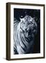 White Tiger 2-Gordon Semmens-Framed Photographic Print