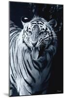 White Tiger 2-Gordon Semmens-Mounted Photographic Print