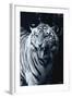 White Tiger 2-Gordon Semmens-Framed Photographic Print