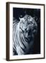 White Tiger 2-Gordon Semmens-Framed Photographic Print