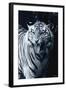 White Tiger 2-Gordon Semmens-Framed Photographic Print