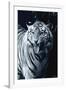 White Tiger 2-Gordon Semmens-Framed Photographic Print