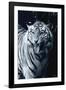 White Tiger 2-Gordon Semmens-Framed Photographic Print