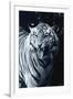 White Tiger 2-Gordon Semmens-Framed Photographic Print