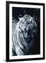 White Tiger 2-Gordon Semmens-Framed Photographic Print