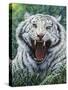 White Tiger 2-Jeff Tift-Stretched Canvas