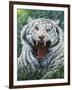 White Tiger 2-Jeff Tift-Framed Giclee Print