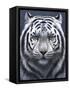 White Tiger Ghost-Jeremy Paul-Framed Stretched Canvas