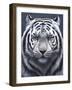 White Tiger Ghost-Jeremy Paul-Framed Premium Giclee Print