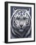 White Tiger Ghost-Jeremy Paul-Framed Premium Giclee Print