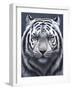 White Tiger Ghost-Jeremy Paul-Framed Premium Giclee Print