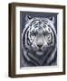 White Tiger Ghost-Jeremy Paul-Framed Giclee Print