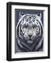 White Tiger Ghost-Jeremy Paul-Framed Giclee Print