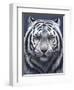 White Tiger Ghost-Jeremy Paul-Framed Giclee Print