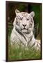 White Tiger in Grass-Lantern Press-Framed Art Print