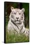 White Tiger in Grass-Lantern Press-Framed Stretched Canvas