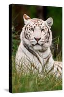 White Tiger in Grass-Lantern Press-Stretched Canvas